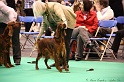 Crufts2011 490